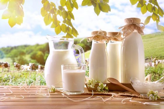 Sữa tươi chứa nhiều dưỡng chất, giúp đa dạng hóa các nguyên bào sợi, kiểm soát hiệu quả tình trạng viêm nhiễm.