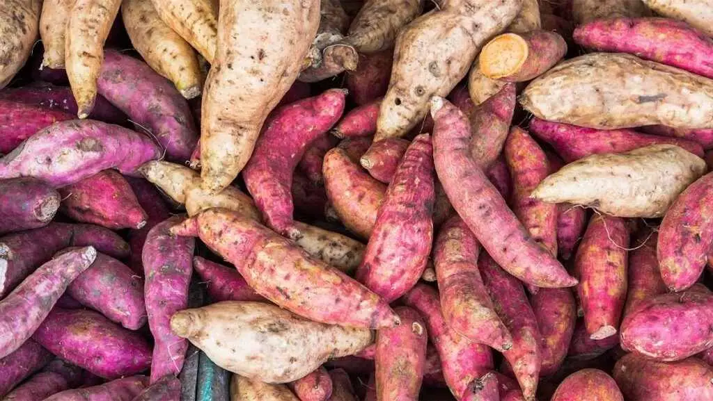 Nâng Mũi Ăn Khoai Lang Được Không?