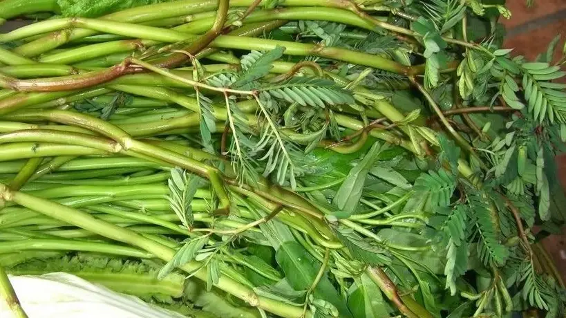 Nâng mũi ăn rau nhút được không?